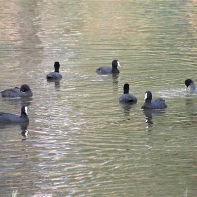 Fulica atra at Bonython, ACT - 9 Dec 2024 by MatthewFrawley