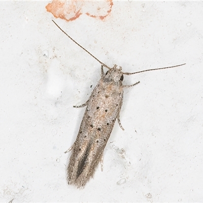 Unidentified Curved-horn moth (all Gelechioidea except Oecophoridae) at Melba, ACT - 7 Dec 2024 by kasiaaus