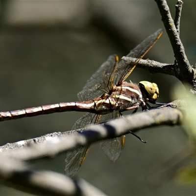 Unidentified Dragonfly or Damselfly (Odonata) at Holt, ACT - 9 Dec 2024 by Thurstan