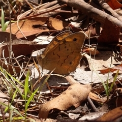 Heteronympha merope (Common Brown Butterfly) at Bonython, ACT - 9 Dec 2024 by MatthewFrawley