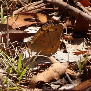 Heteronympha merope at Bonython, ACT - 9 Dec 2024