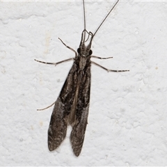 Triplectides sp. (genus) (A long-horned caddisfly) at Melba, ACT - 8 Dec 2024 by kasiaaus