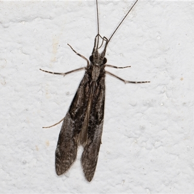 Triplectides sp. (genus) (A long-horned caddisfly) at Melba, ACT - 8 Dec 2024 by kasiaaus