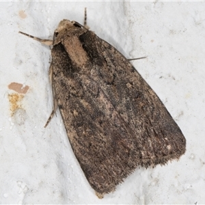 Thoracolopha argonephra (Acronictinae) at Melba, ACT by kasiaaus