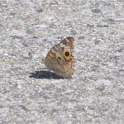 Junonia villida (Meadow Argus) at Bonython, ACT - 9 Dec 2024 by MatthewFrawley