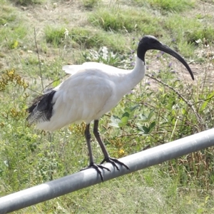 Threskiornis molucca at Bonython, ACT - 9 Dec 2024