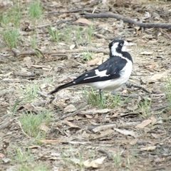 Grallina cyanoleuca (Magpie-lark) at Bonython, ACT - 9 Dec 2024 by MatthewFrawley