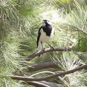 Grallina cyanoleuca at Bonython, ACT by MatthewFrawley