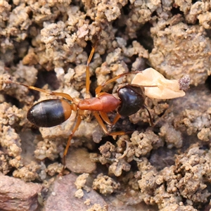 Camponotus consobrinus (Banded sugar ant) at Gundaroo, NSW by ConBoekel