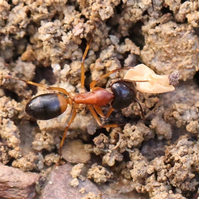 Camponotus consobrinus (Banded sugar ant) at Gundaroo, NSW - 7 Dec 2024 by ConBoekel