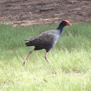 Porphyrio melanotus at Bonython, ACT by MatthewFrawley