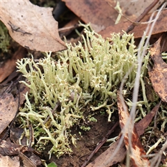 Unidentified Moss, Liverwort or Hornwort at Gundaroo, NSW - 7 Dec 2024 by ConBoekel