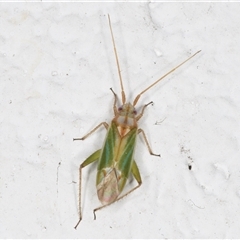 Miridae (family) (Unidentified plant bug) at Melba, ACT - 8 Dec 2024 by kasiaaus