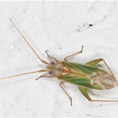 Miridae (family) at Melba, ACT - 8 Dec 2024 12:12 AM