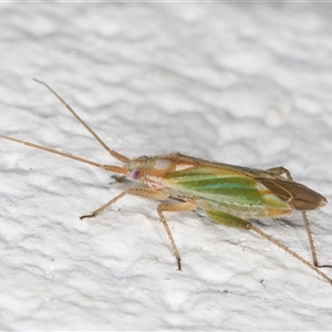 Miridae (family) at Melba, ACT - 8 Dec 2024 12:12 AM