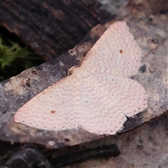 Epicyme rubropunctaria (Red-spotted Delicate) at Gundaroo, NSW - 8 Dec 2024 by ConBoekel