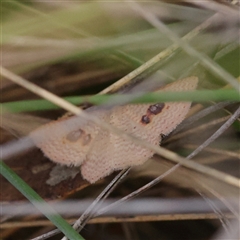 Epicyme rubropunctaria (Red-spotted Delicate) at Gundaroo, NSW - 7 Dec 2024 by ConBoekel