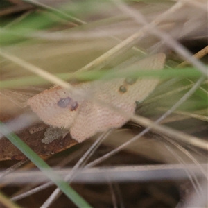 Epicyme rubropunctaria at Gundaroo, NSW - 8 Dec 2024 07:23 AM