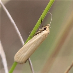 Parergophela melirrhoa (Chezela Group) at Gundaroo, NSW - 7 Dec 2024 by ConBoekel