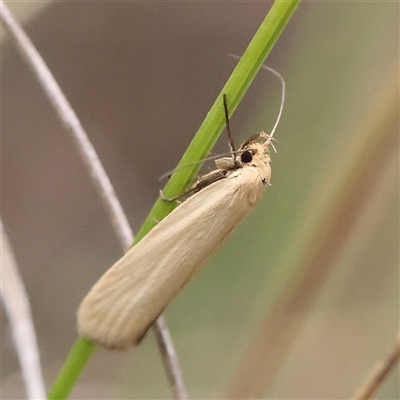 Parergophela melirrhoa (Chezela Group) at Gundaroo, NSW - 8 Dec 2024 by ConBoekel