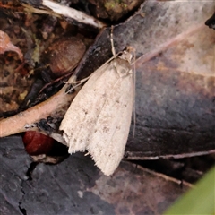 Chezala privatella (A Concealer moth) at Gundaroo, NSW - 7 Dec 2024 by ConBoekel