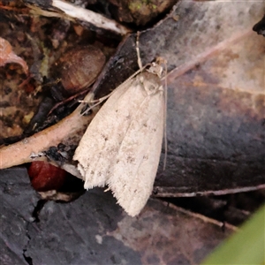 Chezala privatella (A Concealer moth) at Gundaroo, NSW by ConBoekel