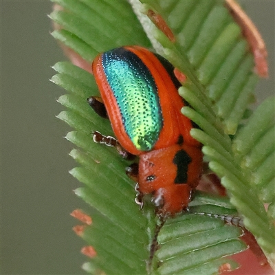 Calomela curtisi (Acacia leaf beetle) at Gundaroo, NSW - 7 Dec 2024 by ConBoekel