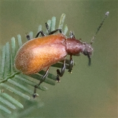 Ecnolagria grandis (Honeybrown beetle) at Gundaroo, NSW - 8 Dec 2024 by ConBoekel