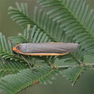 Palaeosia bicosta (Two-ribbed Footman) at Gundaroo, NSW by ConBoekel