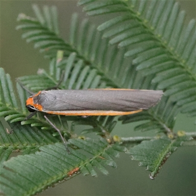 Palaeosia bicosta (Two-ribbed Footman) at Gundaroo, NSW - 7 Dec 2024 by ConBoekel