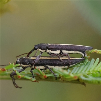 Rhinotia suturalis (Belid weevil) at Gundaroo, NSW - 8 Dec 2024 by ConBoekel