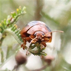 Dicranosterna immaculata (Acacia leaf beetle) at Gundaroo, NSW - 7 Dec 2024 by ConBoekel