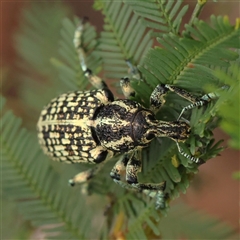 Chrysolopus spectabilis (Botany Bay Weevil) at Gundaroo, NSW - 8 Dec 2024 by ConBoekel