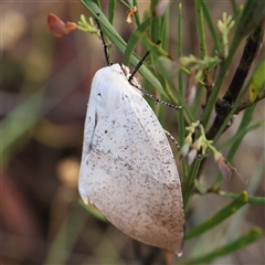 Gastrophora henricaria (Fallen-bark Looper, Beautiful Leaf Moth) at Gundaroo, NSW - 8 Dec 2024 by ConBoekel