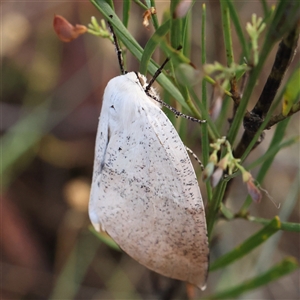 Gastrophora henricaria (Fallen-bark Looper, Beautiful Leaf Moth) at Gundaroo, NSW by ConBoekel