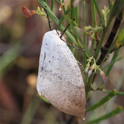 Gastrophora henricaria (Fallen-bark Looper, Beautiful Leaf Moth) at Gundaroo, NSW - 8 Dec 2024 by ConBoekel