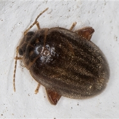 Scirtes sp. (Scirtid beetle) at Melba, ACT - 8 Dec 2024 by kasiaaus