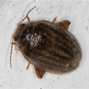 Scirtes sp. (Scirtid beetle) at Melba, ACT by kasiaaus