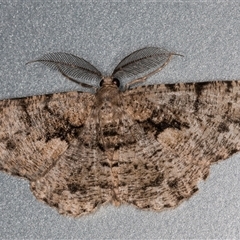 Unplaced externaria (Mahogany Bark Moth) at Melba, ACT - 8 Dec 2024 by kasiaaus