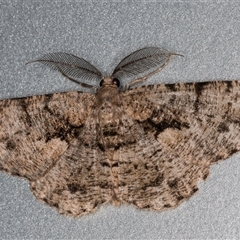 Unplaced externaria (Mahogany Bark Moth (formerly Hypomecis externaria)) at Melba, ACT - 8 Dec 2024 by kasiaaus