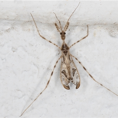 Stenolemus sp. (genus) (Thread-legged assassin bug) at Melba, ACT - 8 Dec 2024 by kasiaaus