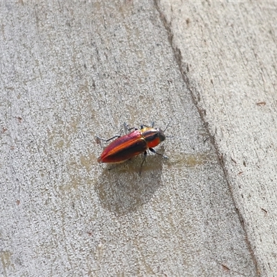 Selagis aurifera (Aurifera jewel beetle) at Yarralumla, ACT - 10 Dec 2024 by TimL