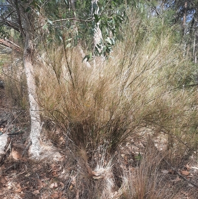 Austrostipa ramosissima at Bermagui, NSW - 11 Dec 2024 by TheCrossingLand