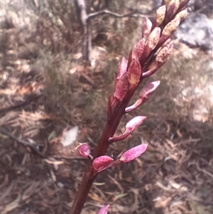 Dipodium roseum at Cooma, NSW - suppressed