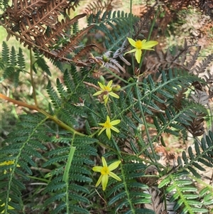 Tricoryne elatior (Yellow Rush Lily) at Bermagui, NSW by TheCrossingLand