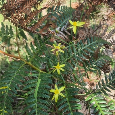 Tricoryne elatior (Yellow Rush Lily) at Bermagui, NSW - 10 Dec 2024 by TheCrossingLand