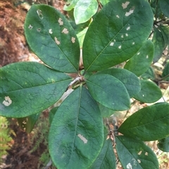 Pittosporum revolutum (Large-fruited Pittosporum) at Bermagui, NSW - 10 Dec 2024 by TheCrossingLand