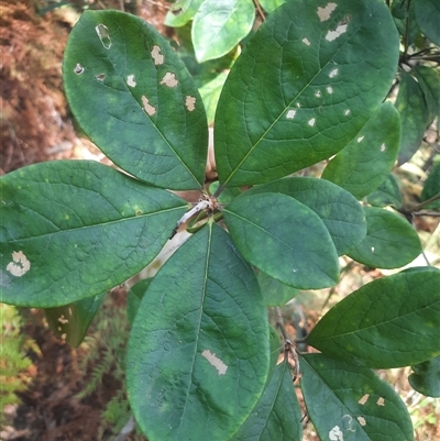 Pittosporum revolutum (Large-fruited Pittosporum) at Bermagui, NSW - 10 Dec 2024 by TheCrossingLand