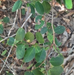 Breynia oblongifolia (Coffee Bush) at Bermagui, NSW - 10 Dec 2024 by TheCrossingLand