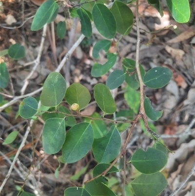 Breynia oblongifolia (Coffee Bush) at Bermagui, NSW - 10 Dec 2024 by TheCrossingLand